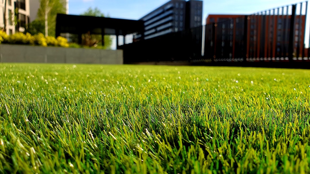 green-grass-petar-tonchev-c-5-QE5kBYk-unsplash
